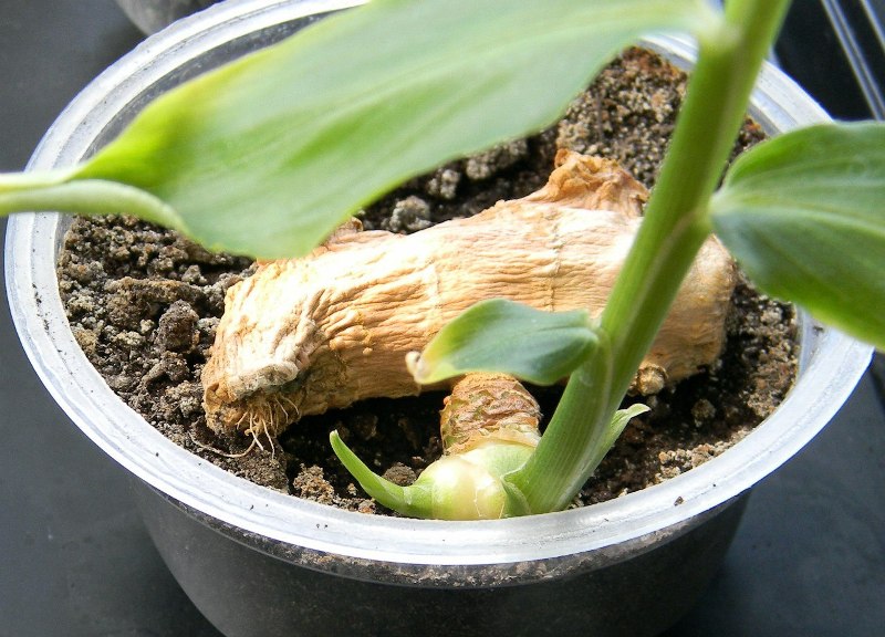 Выращиванием имбиря в домашних условиях
