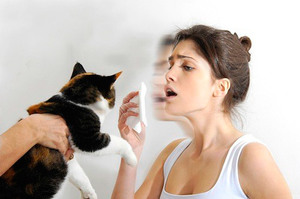 гипоаллергенные кошки на allergo.guru