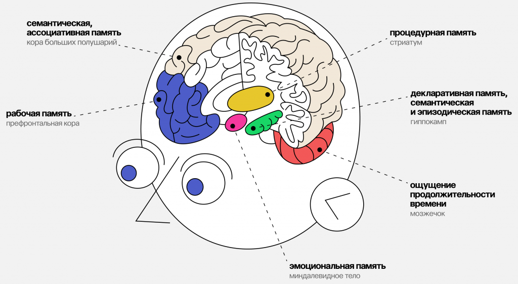 Имена связанные с памятью. Отдел мозга отвечающий за память. Регионы мозга связанные с различными видами памяти. Где хранится память человека. Регионы мозга связанные с памятью.