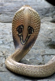 Индийская кобра (очковая змея)