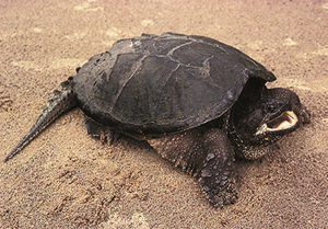 Каймановая черепаха