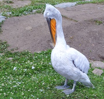 Пеликан, обитающий в Гродненском зоопарке 