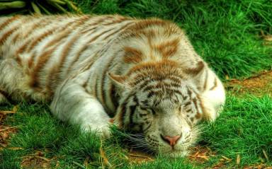 персидский тигр