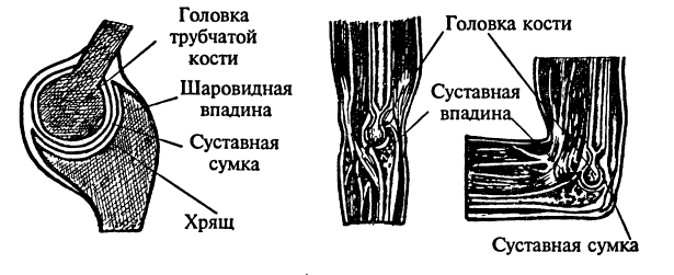 Схема строения сустава и движения в локтевом суставе